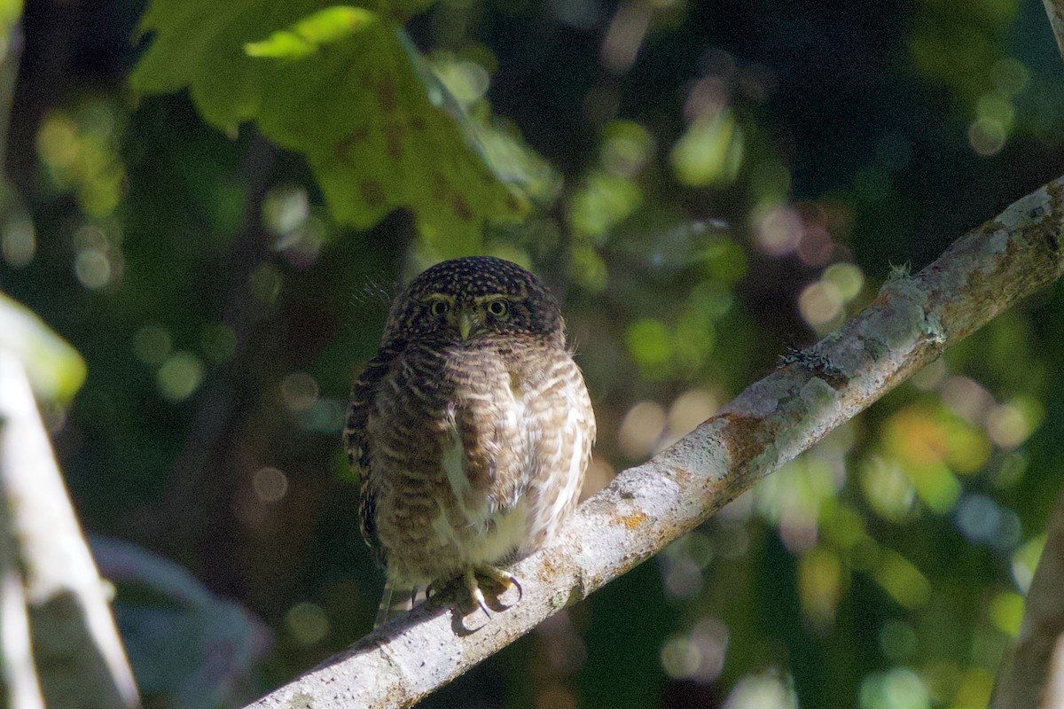 ヒメフクロウ - ML646245813