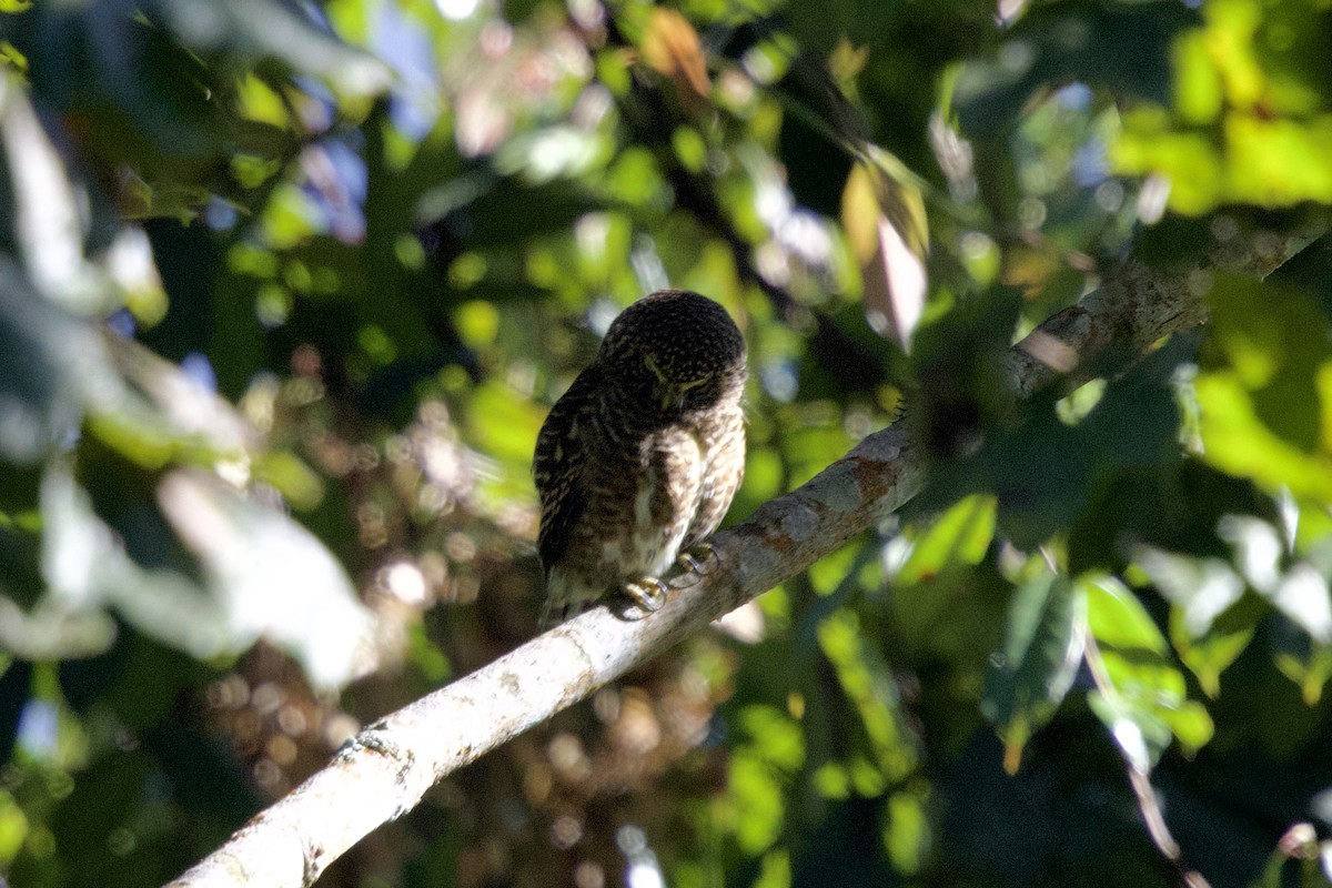 ヒメフクロウ - ML646245814