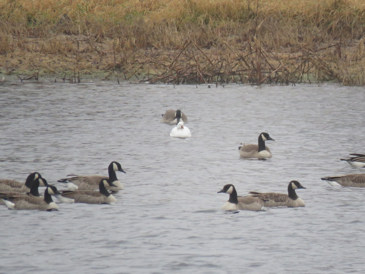 ヒメハクガン - ML646245823