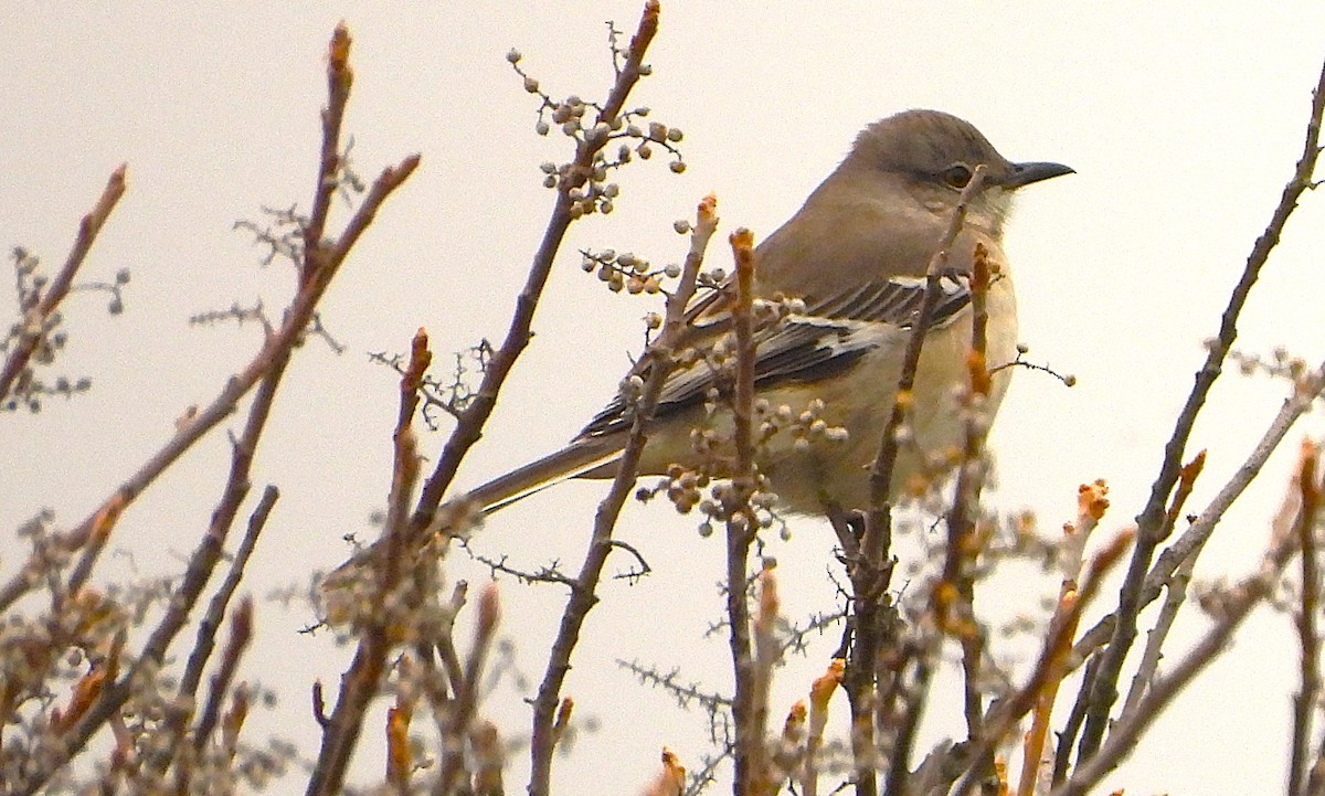 マネシツグミ - ML646245824