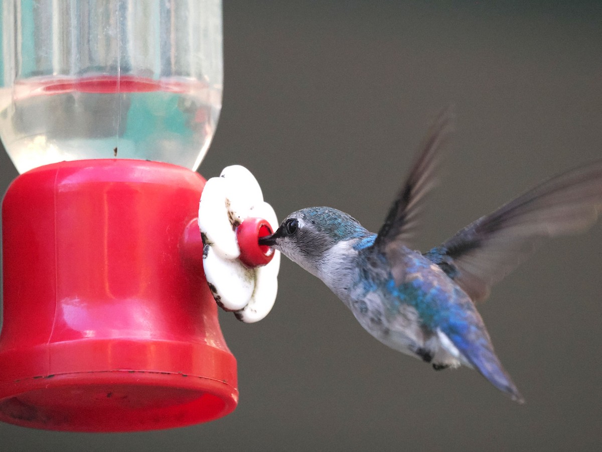 Bee Hummingbird - ML646245826