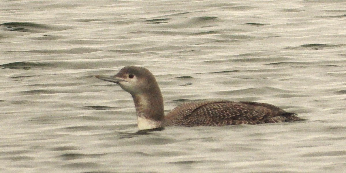 Red-throated Loon - ML646245827