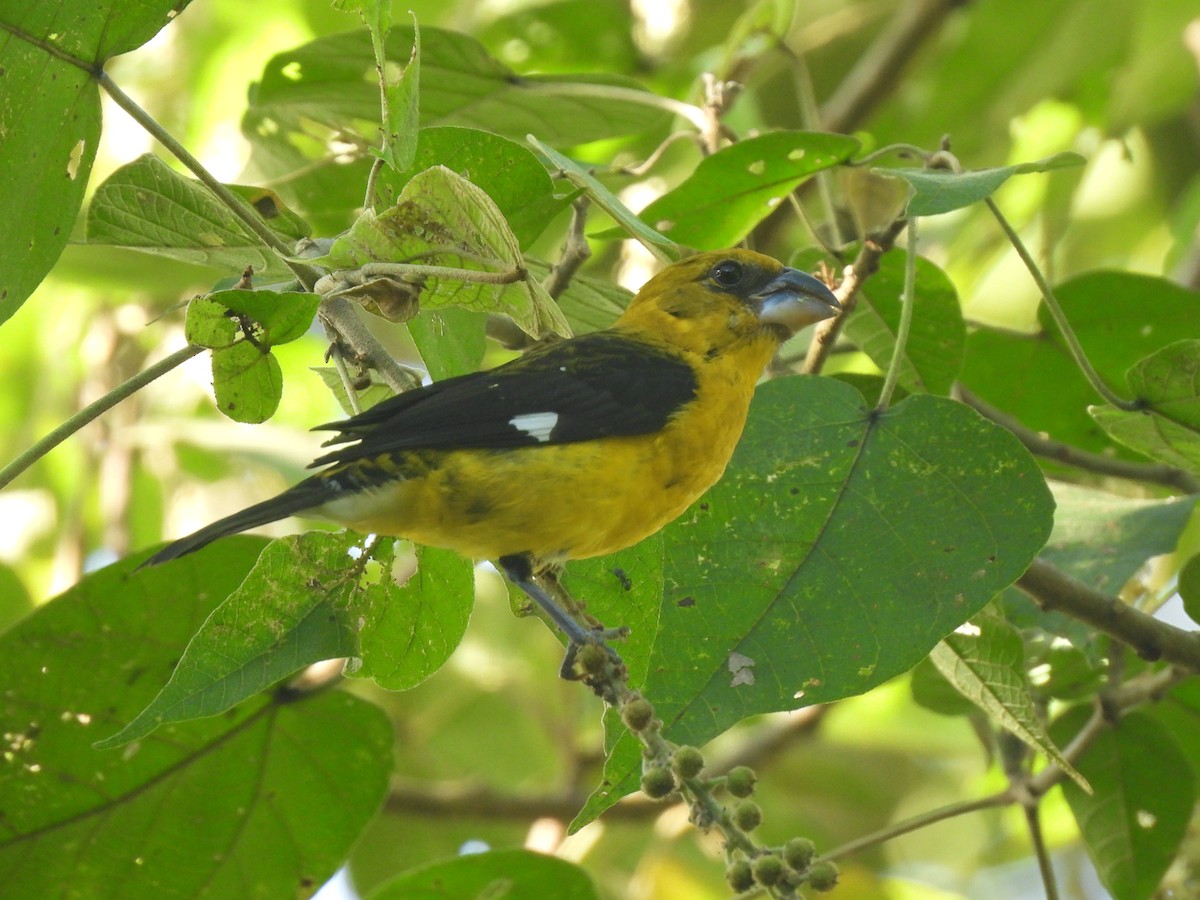Black-thighed Grosbeak - ML646245829