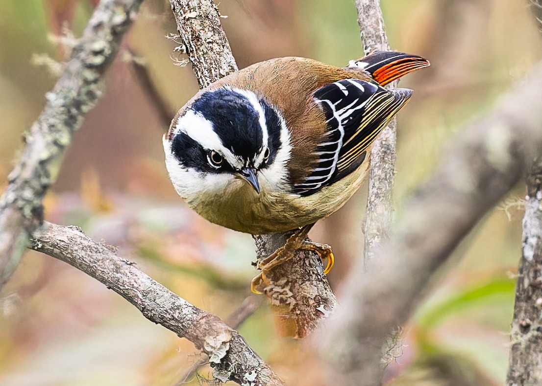 Краснохвостая минла - ML646245840