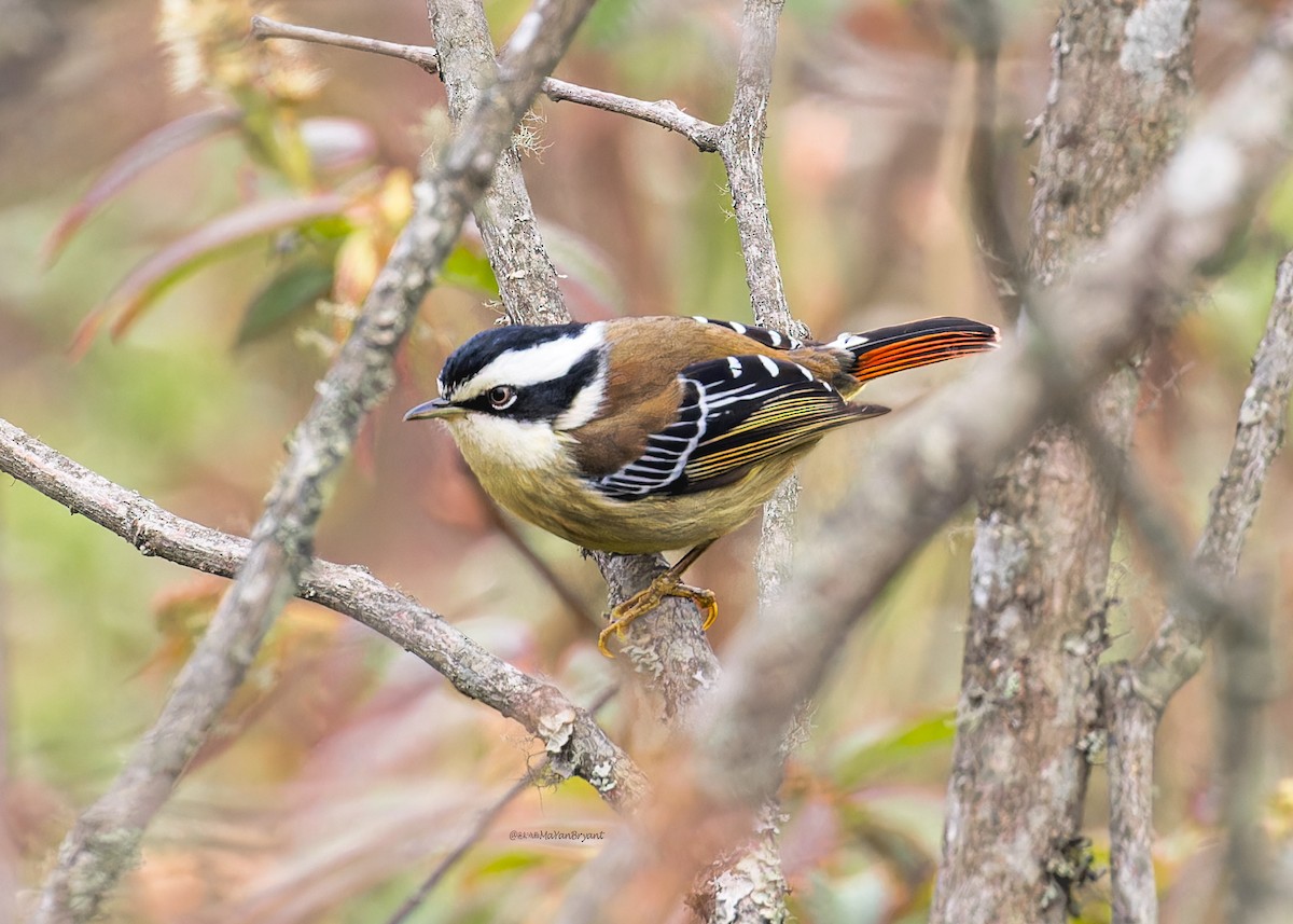 Краснохвостая минла - ML646245841