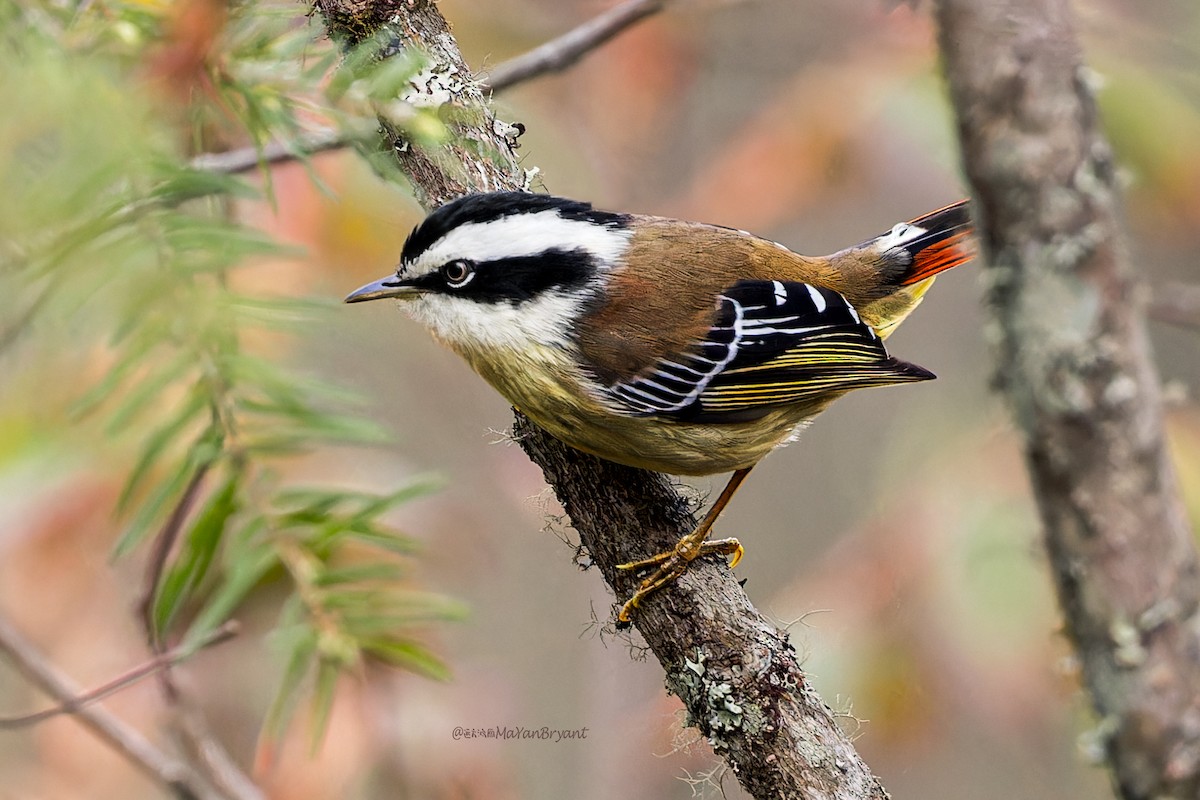 Краснохвостая минла - ML646245842