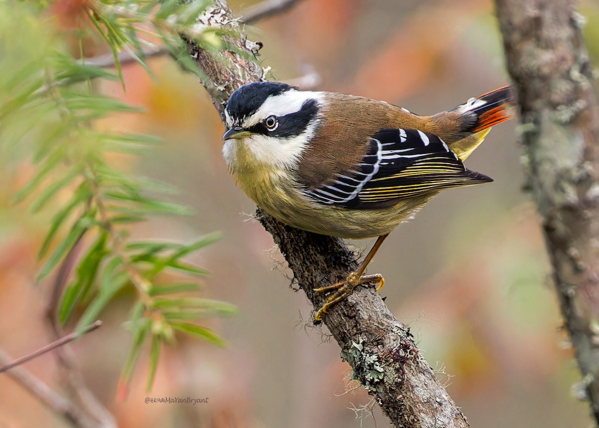 Краснохвостая минла - ML646245844