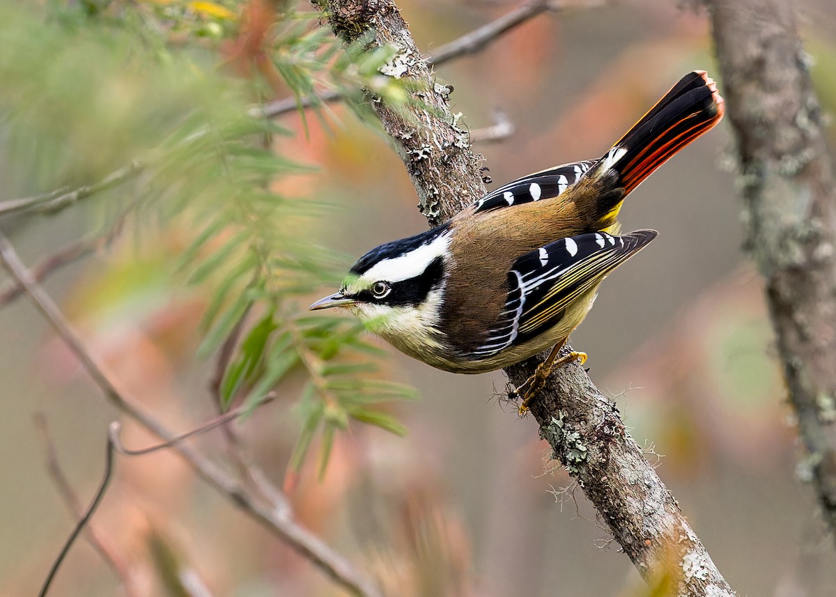 Краснохвостая минла - ML646245845