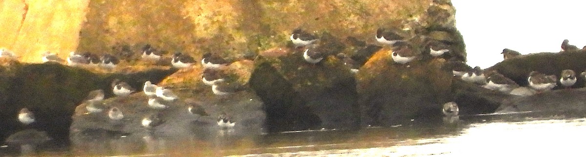 Ruddy Turnstone - ML646245847