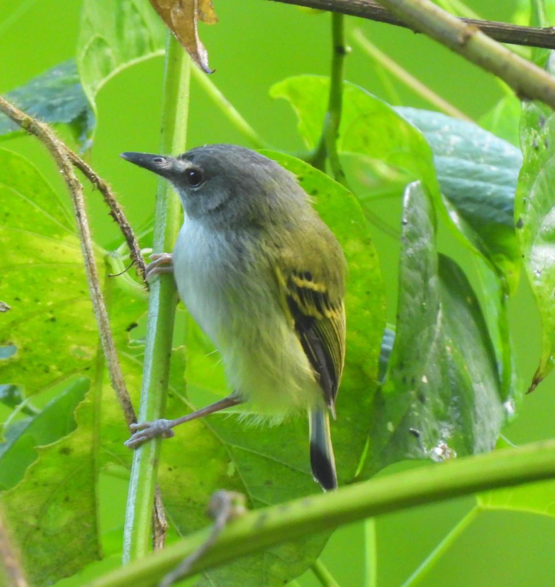Slate-headed Tody-Flycatcher - ML646245848