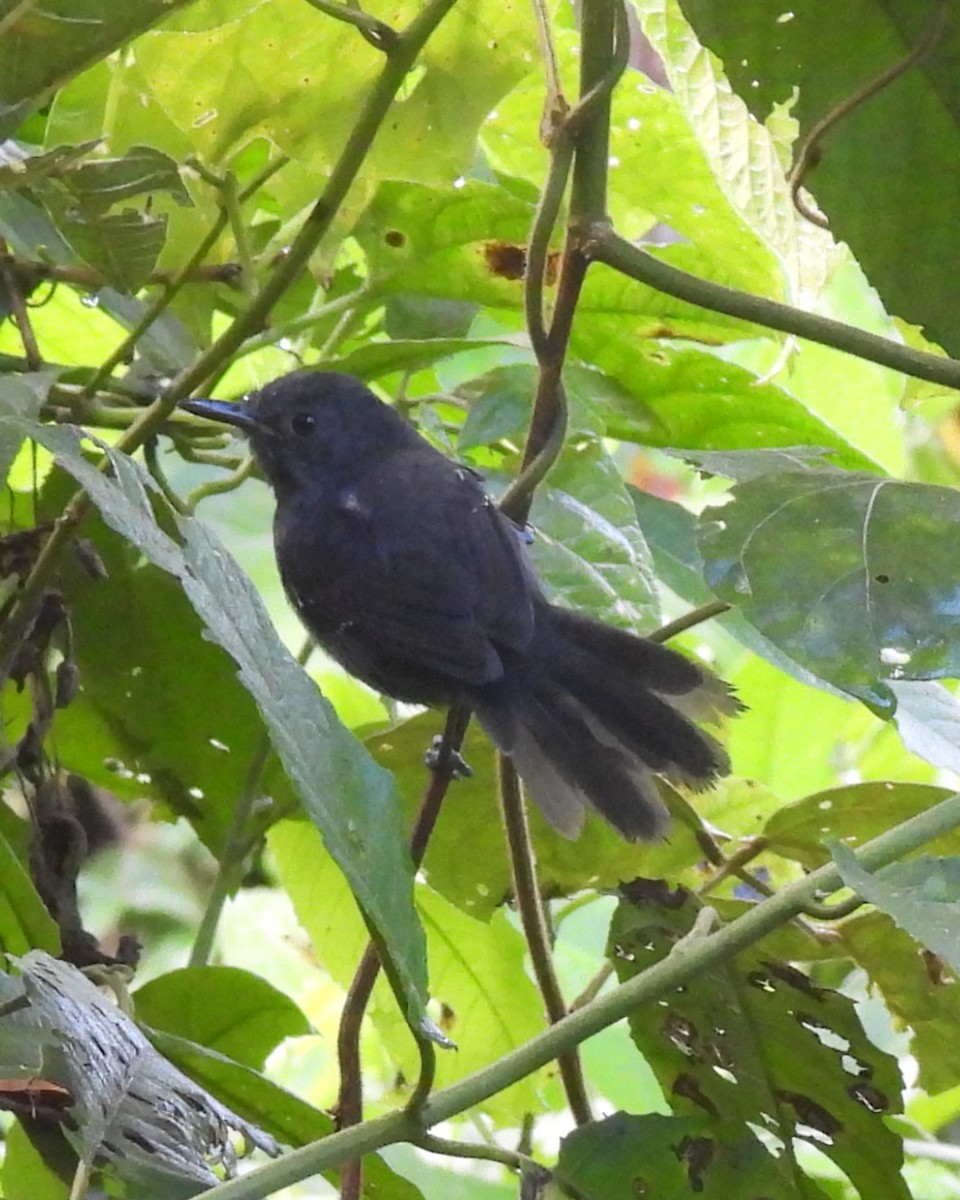 Grisin sombre - ML646245851