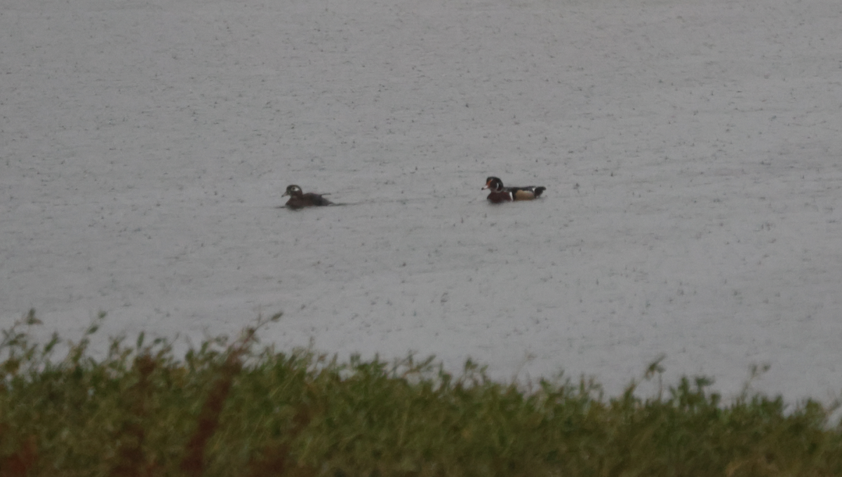 美洲鴛鴦 - ML646245855