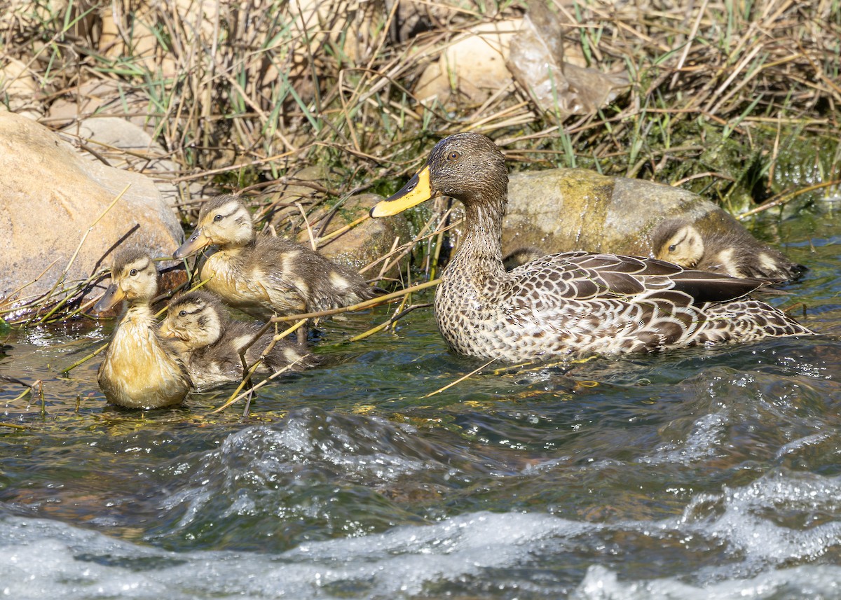 Yellow-billed Duck - ML646245862