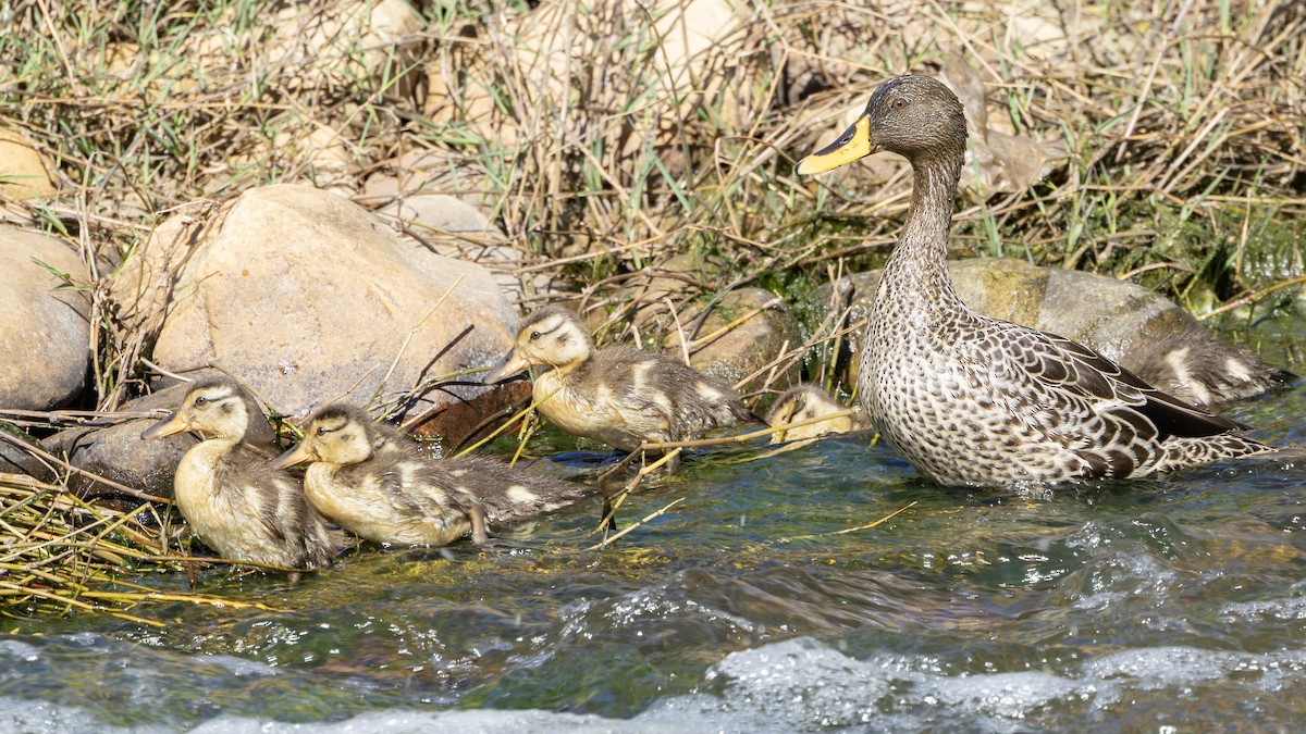 Yellow-billed Duck - ML646245863