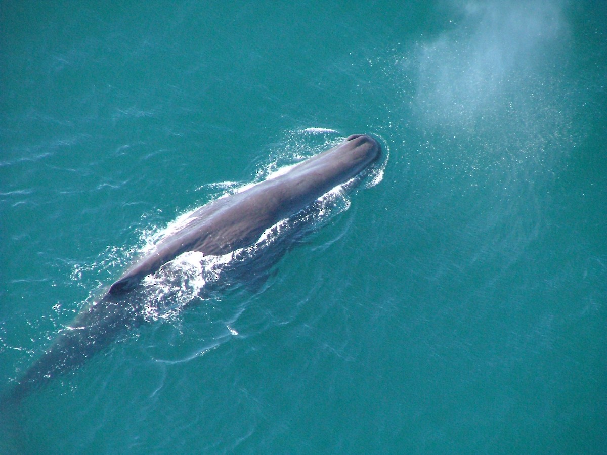 Sperm Whale - ML646245871