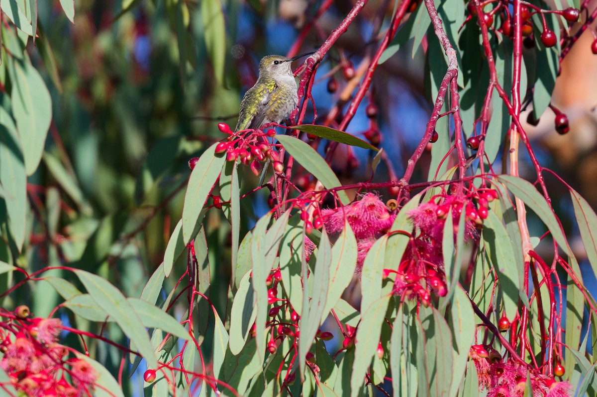 Anna's Hummingbird - ML646245873