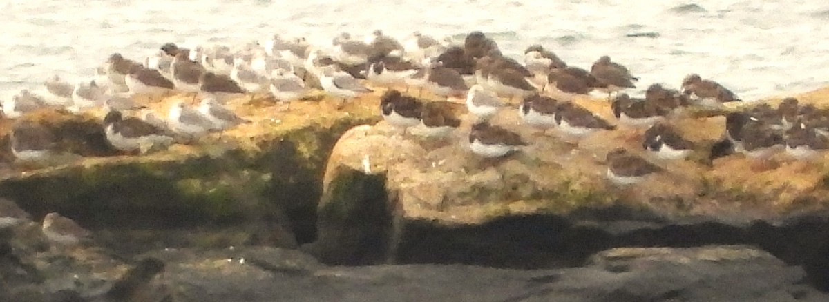 Ruddy Turnstone - ML646245874