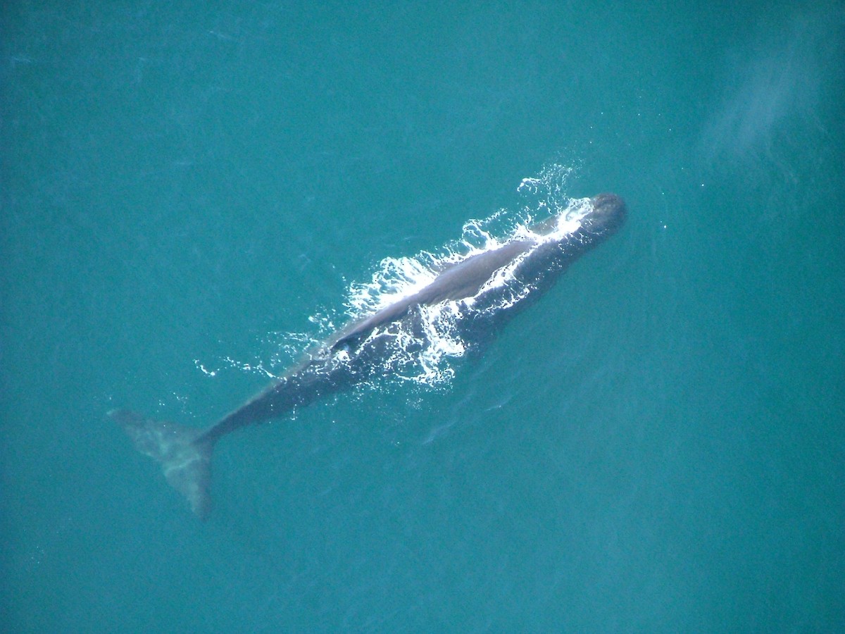 Sperm Whale - ML646245875