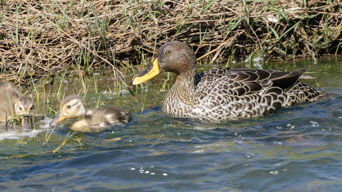 Yellow-billed Duck - ML646245878