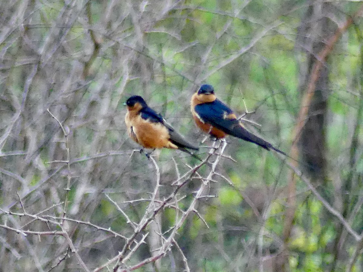 Rufous-chested Swallow - ML646245880