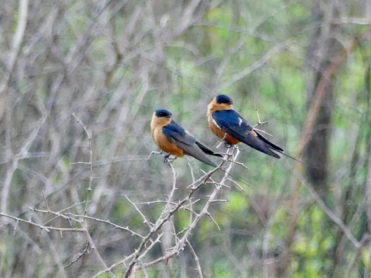 Rufous-chested Swallow - ML646245881