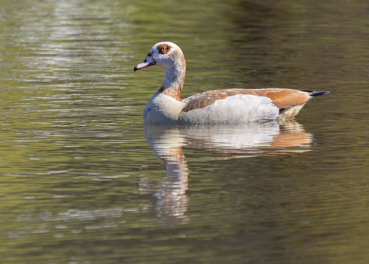 Egyptian Goose - ML646245891