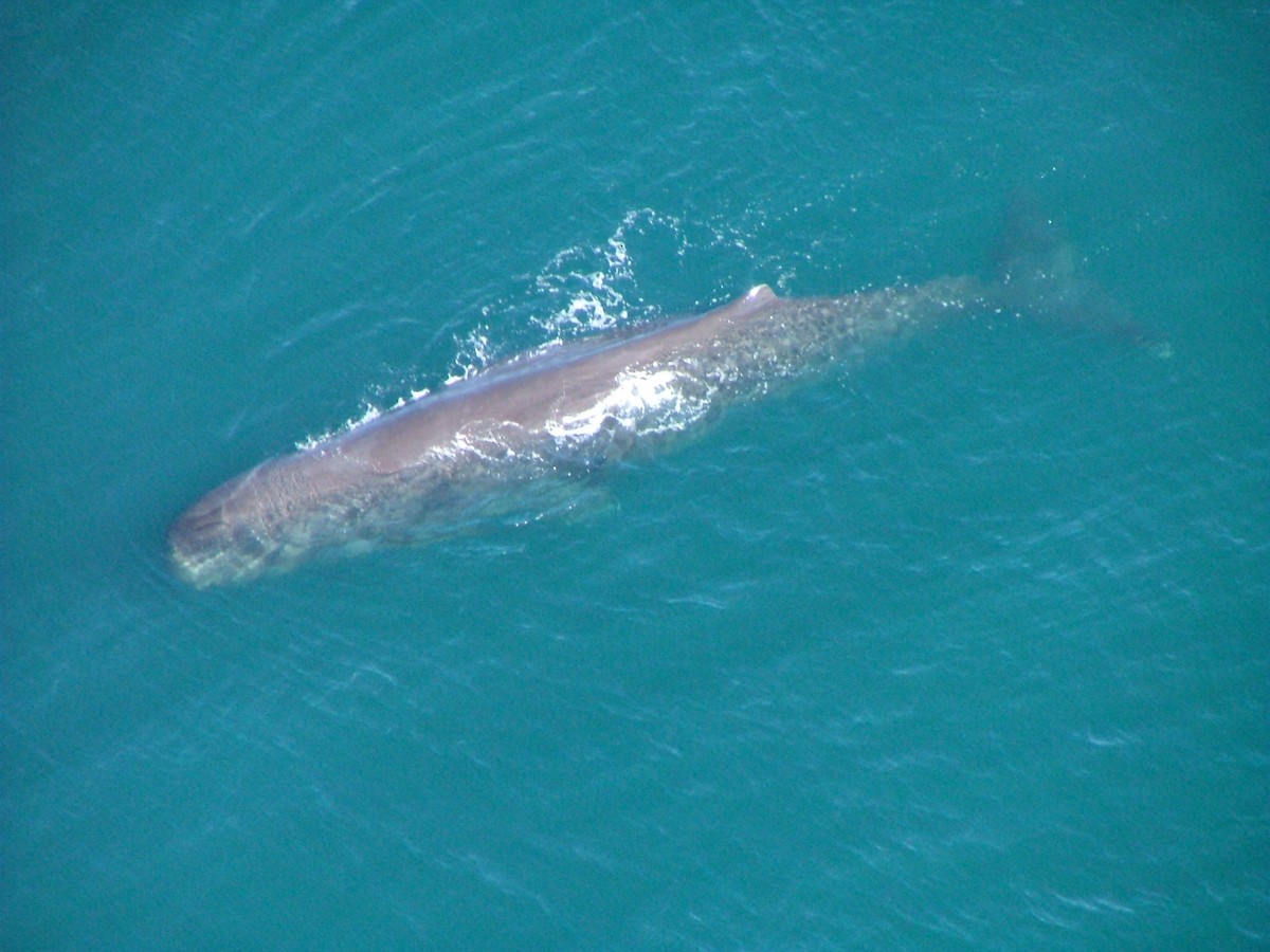 Sperm Whale - ML646245892