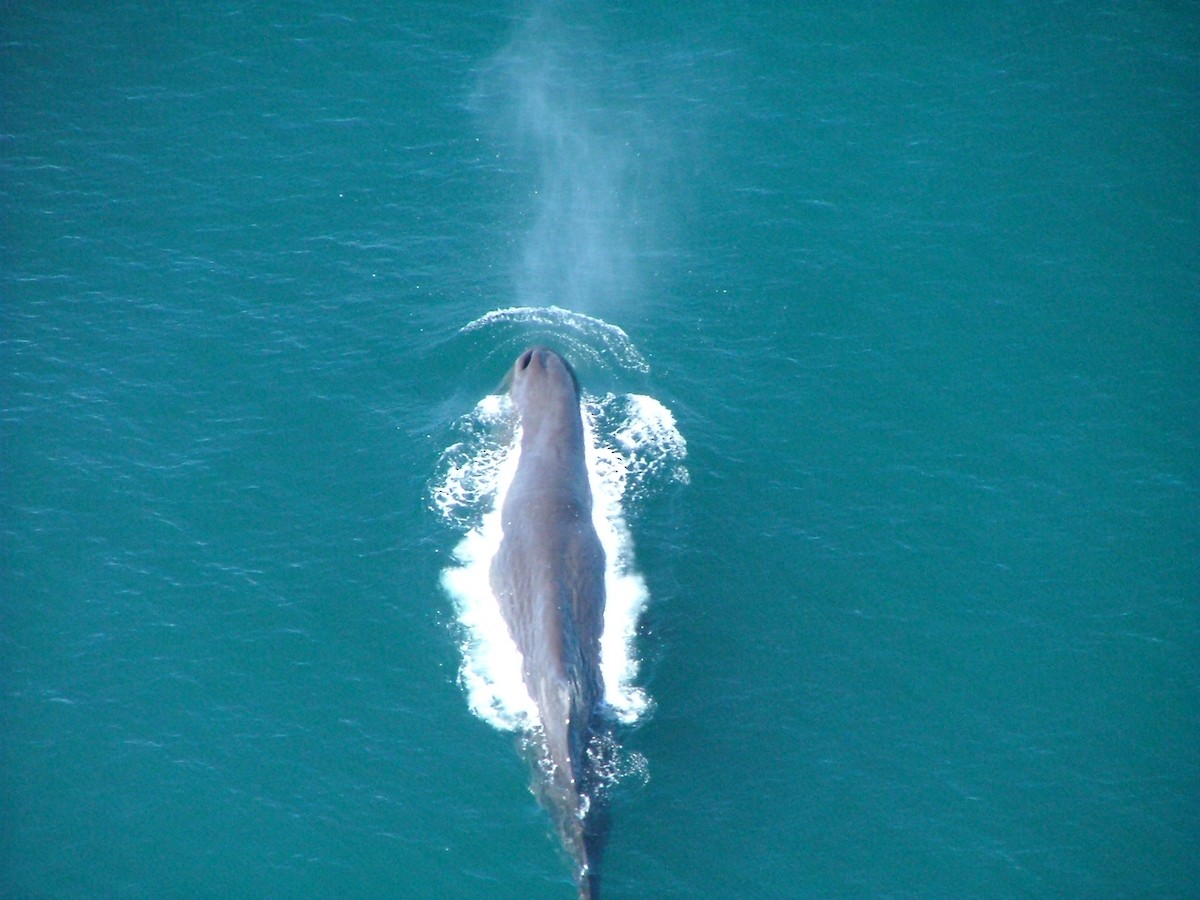 Sperm Whale - ML646245895