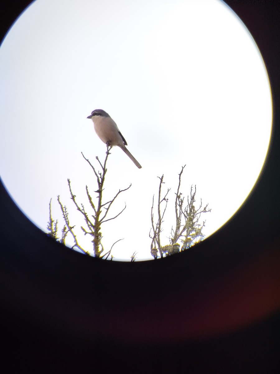 Iberian Gray Shrike - ML646245897