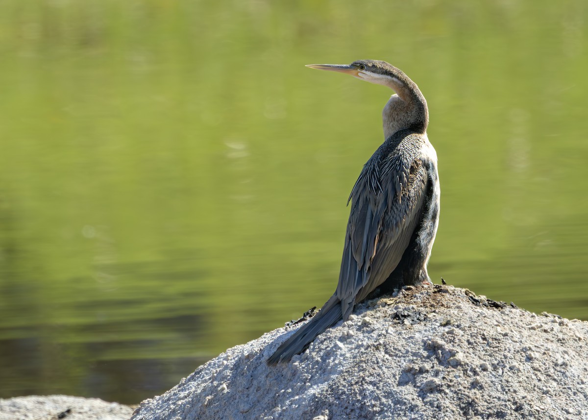 African Darter - ML646245903