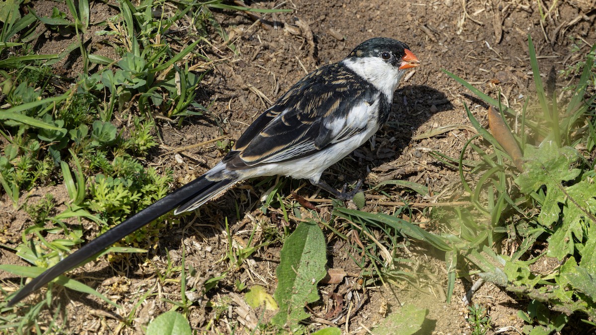 Pin-tailed Whydah - ML646245907