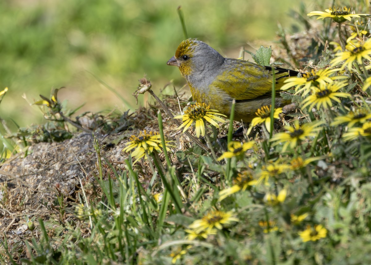 Cape Canary - ML646245912