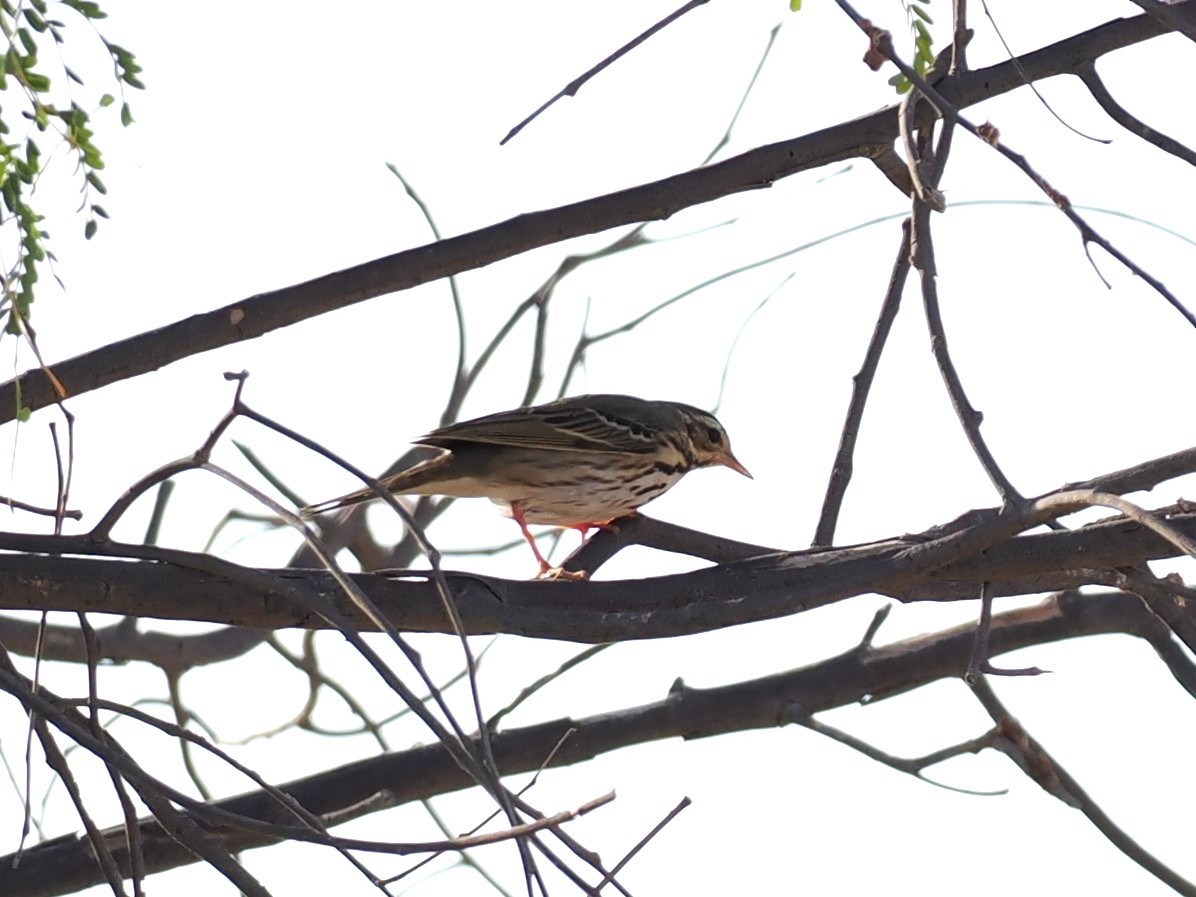 Olive-backed Pipit - ML646245914