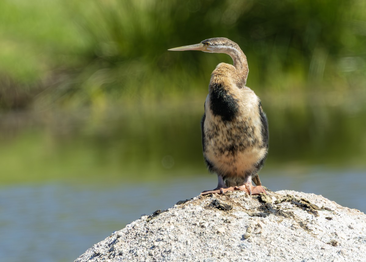 African Darter - ML646245915