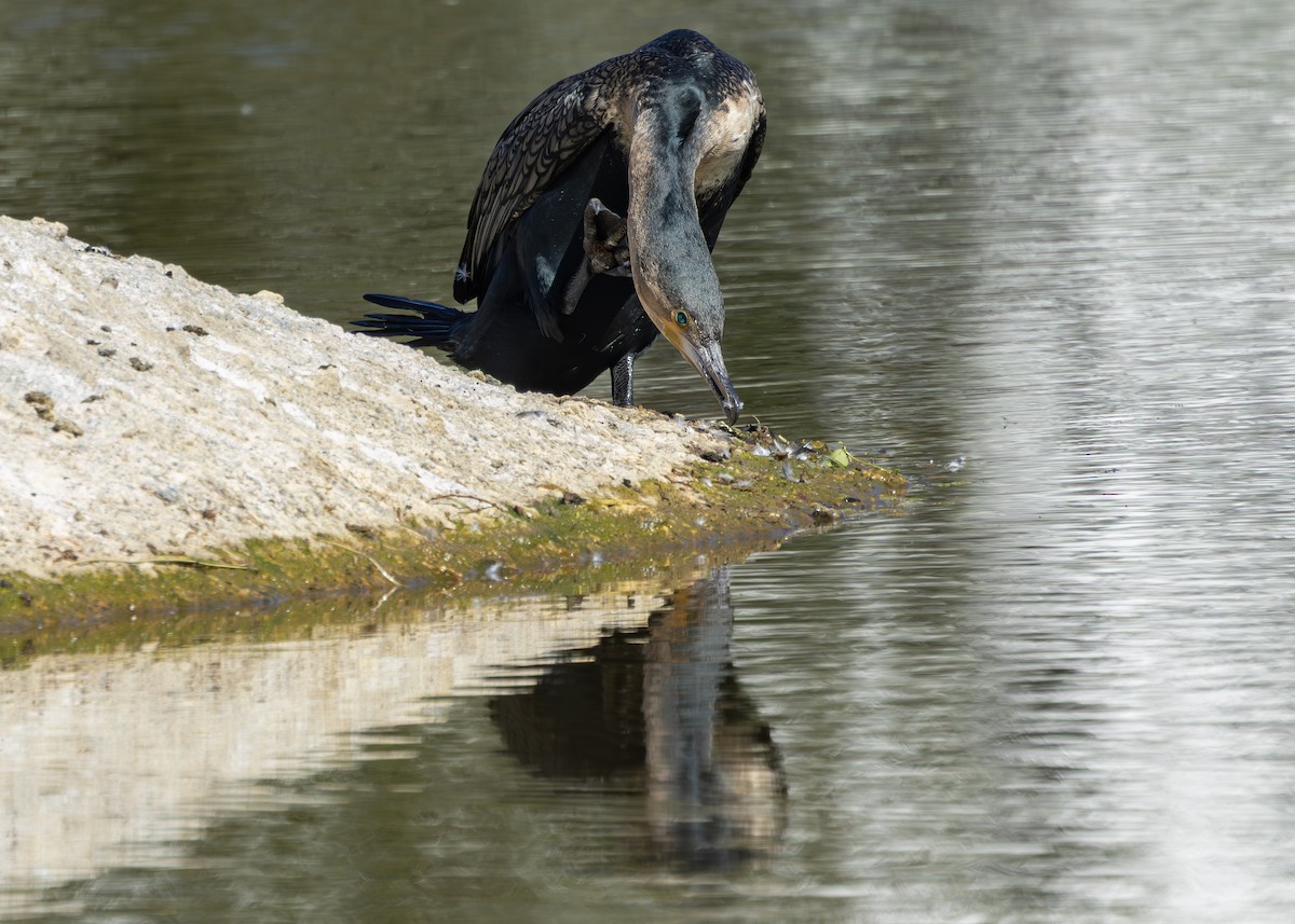 kormorán velký - ML646245918