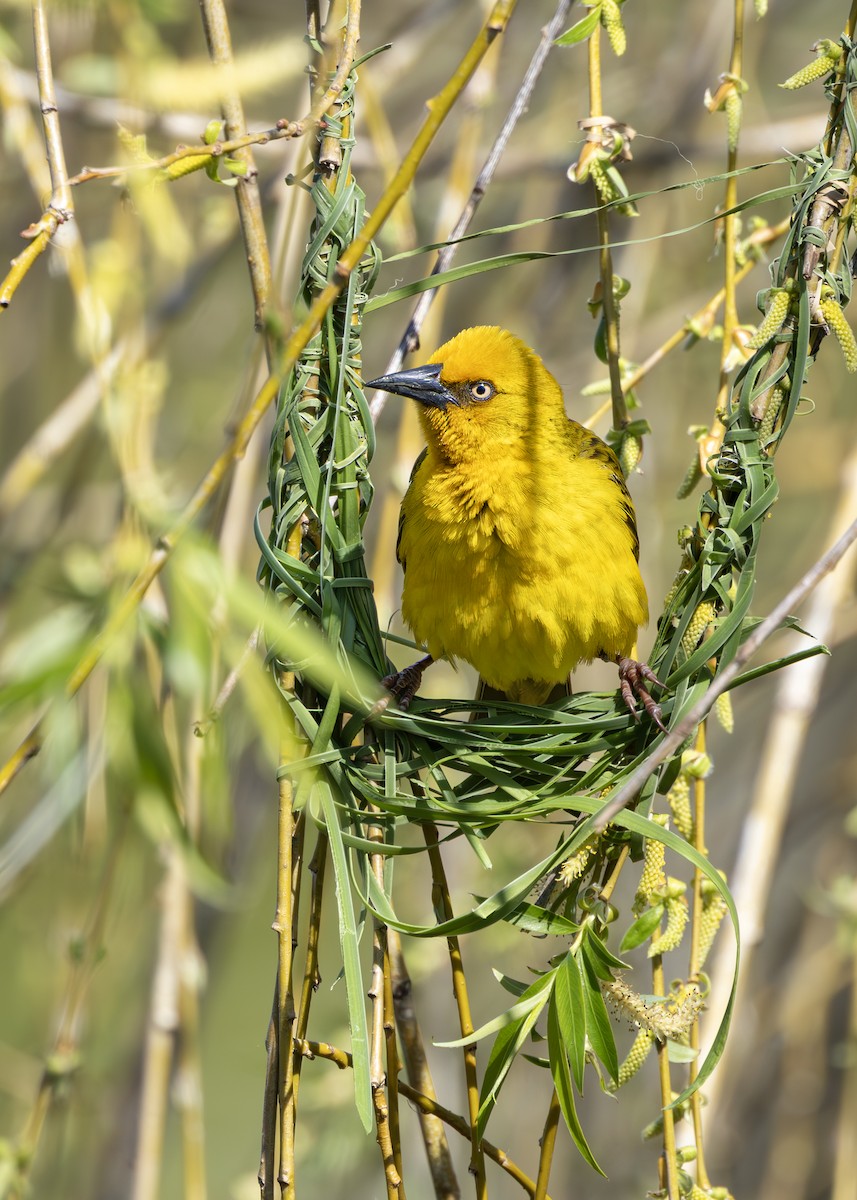 Cape Weaver - ML646245924