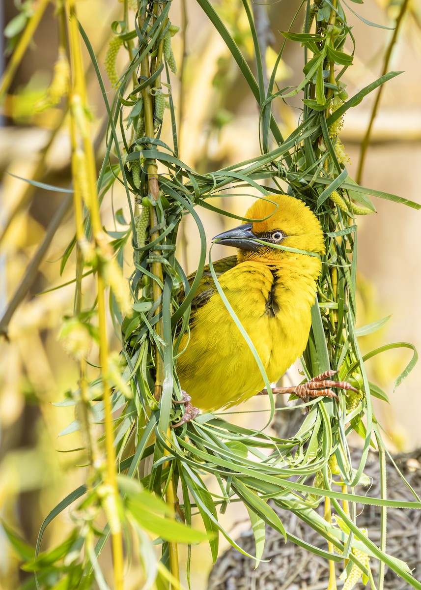 Cape Weaver - ML646245925