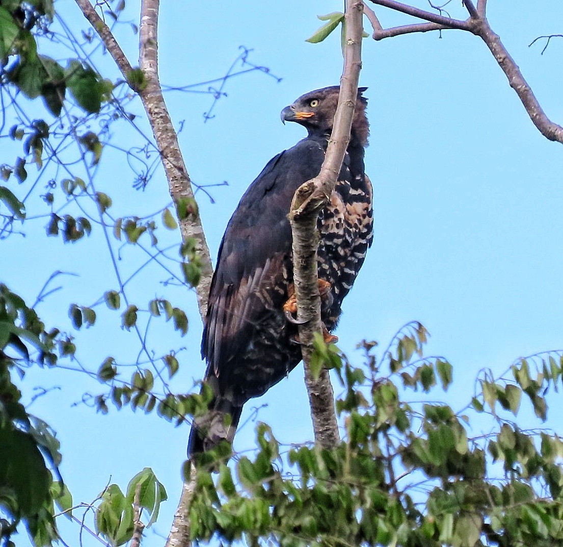 Crowned Eagle - ML646245927
