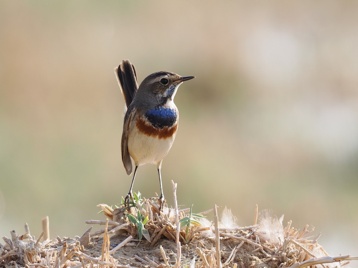 Bluethroat - ML646245929