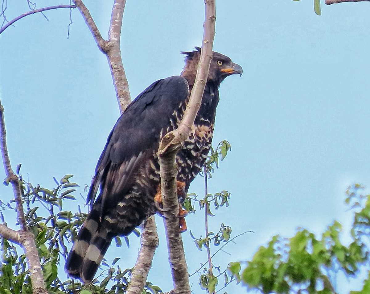 Crowned Eagle - ML646245934