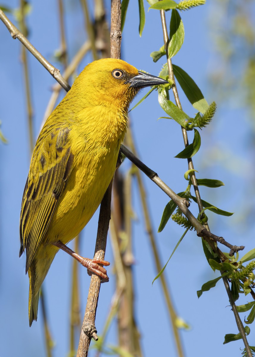 Cape Weaver - ML646245935