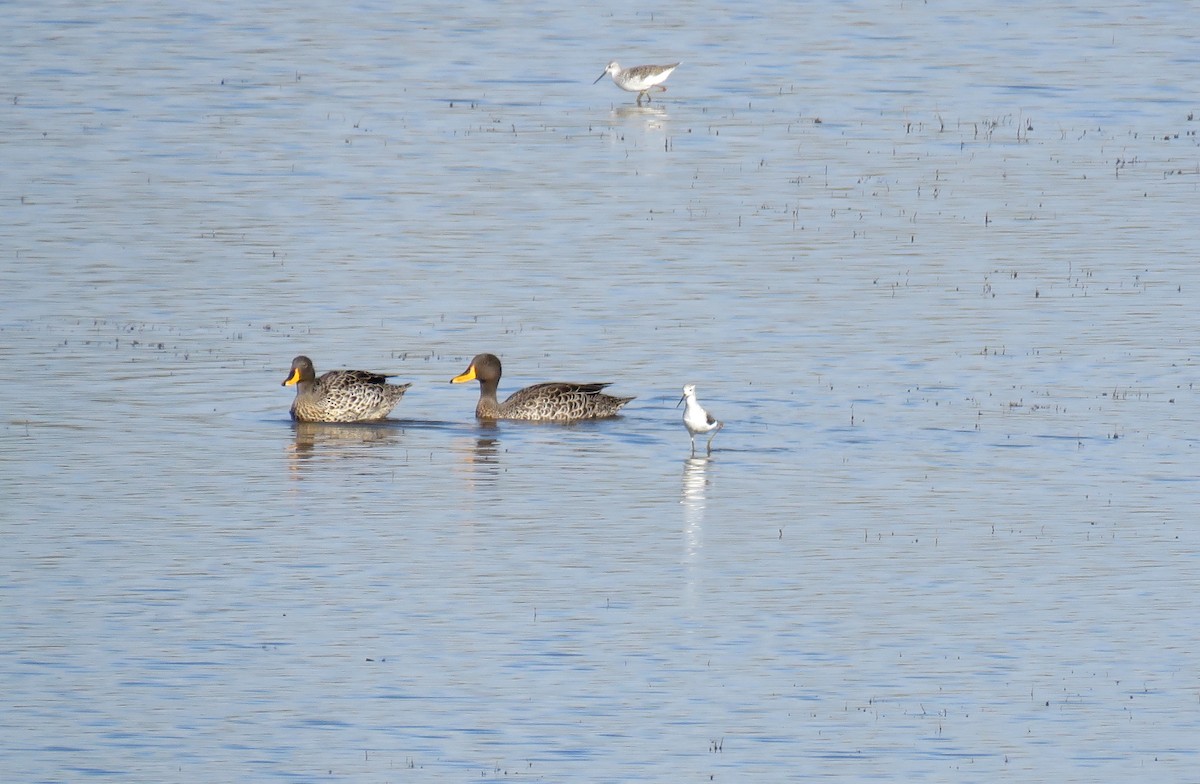Yellow-billed Duck - ML646245936