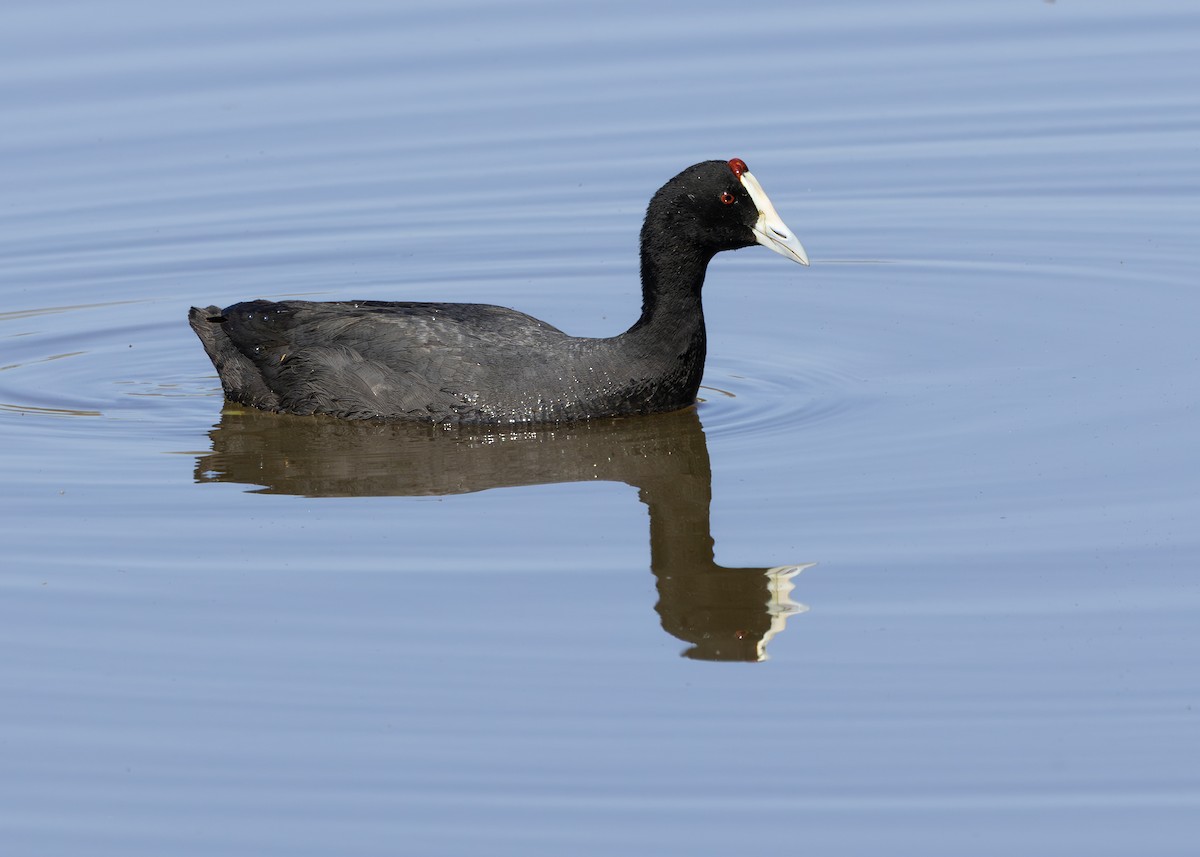 Red-knobbed Coot - ML646245951