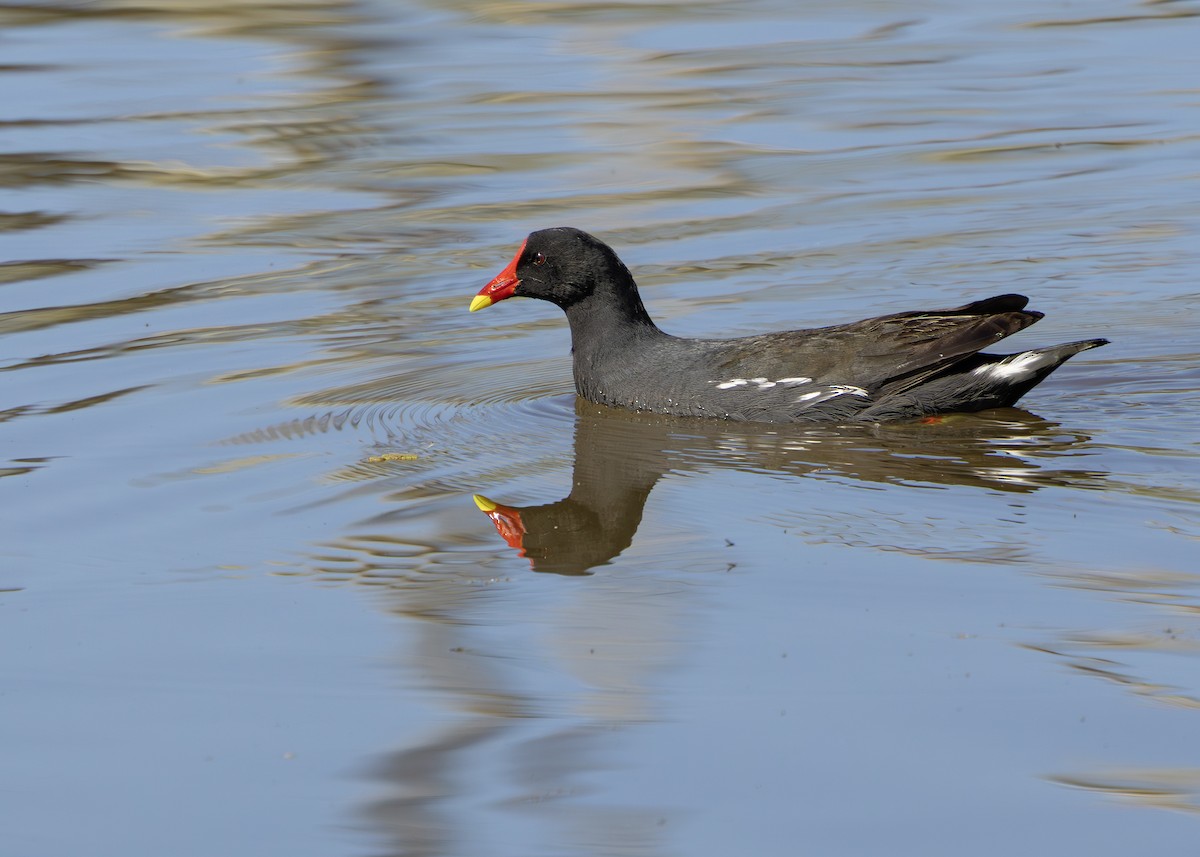 Eurasian Moorhen - ML646245952