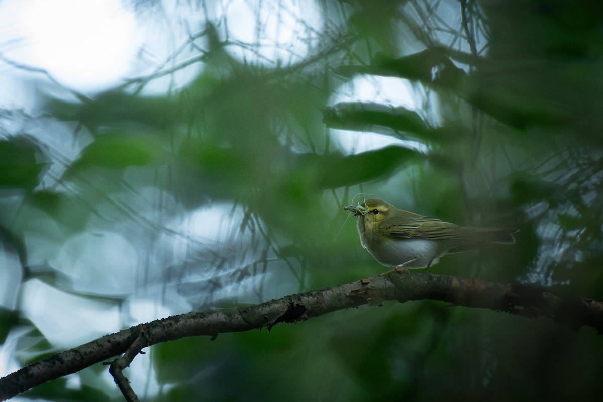 Wood Warbler - ML646245958
