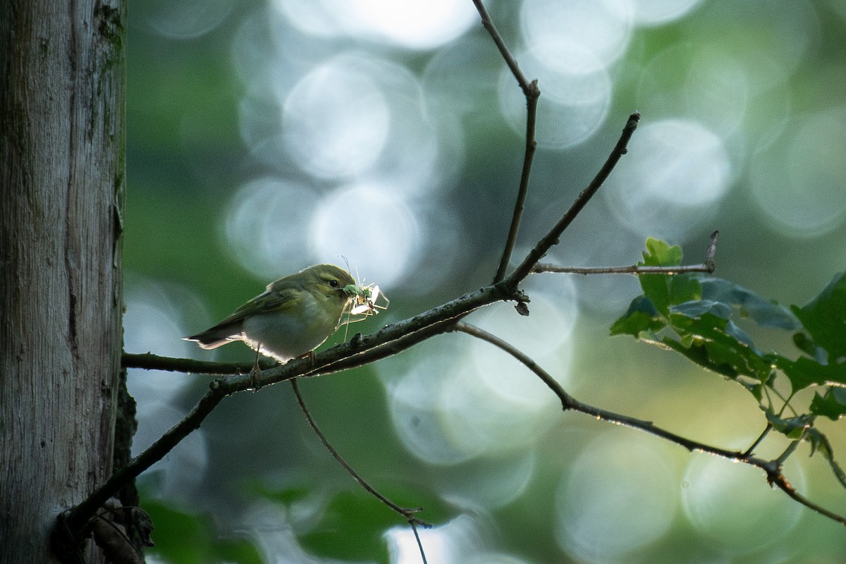 Wood Warbler - ML646245959