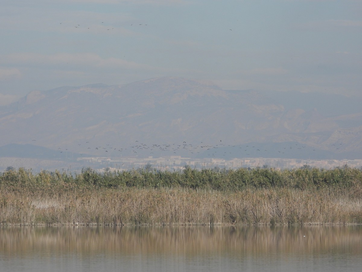 Умардын хавтгаалж - ML646245962