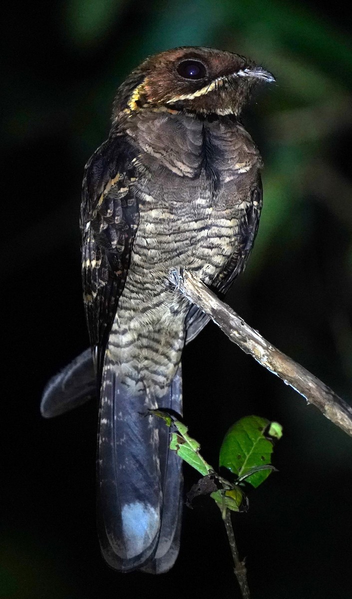 Maharadschanachtschwalbe - ML646245965