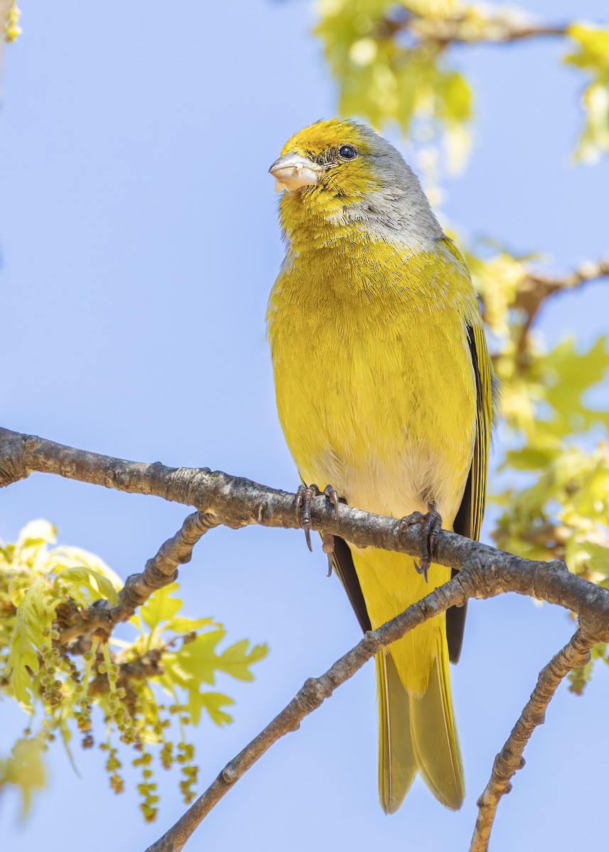 Cape Canary - ML646245985