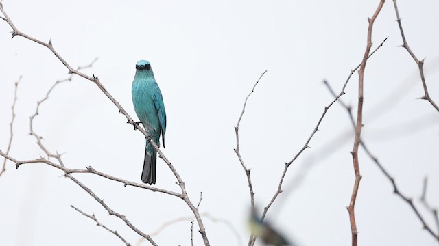Verditer Flycatcher - ML646245990